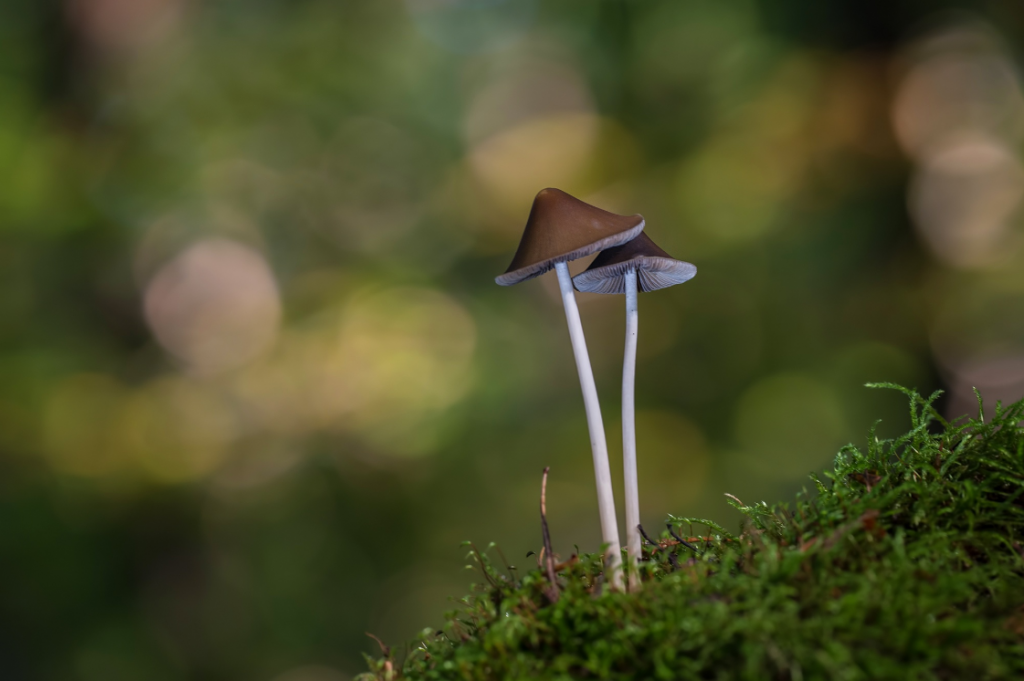 Anke Kneifel-mushroom-13