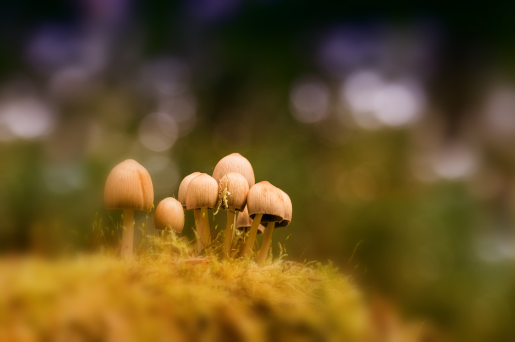 Anke Kneifel-mushroom-14