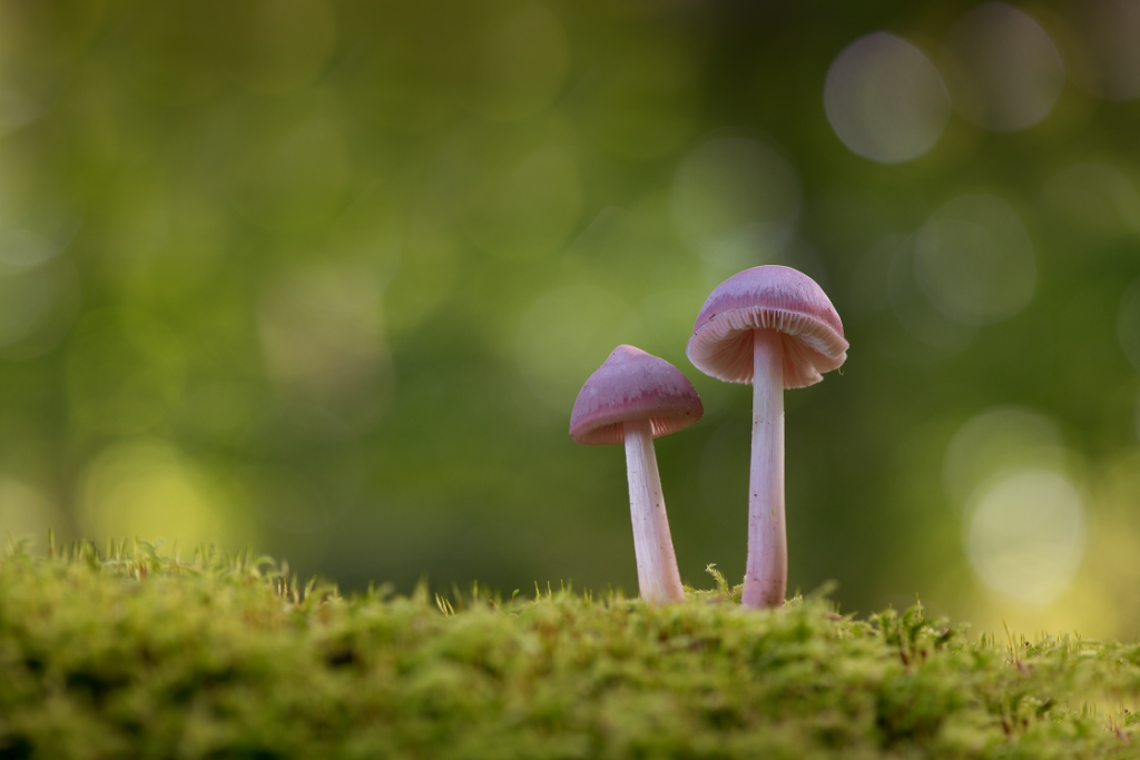 Anke Kneifel-mushroom-15