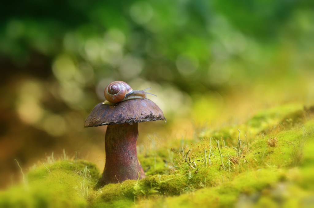 Anke Kneifel-mushroom-16
