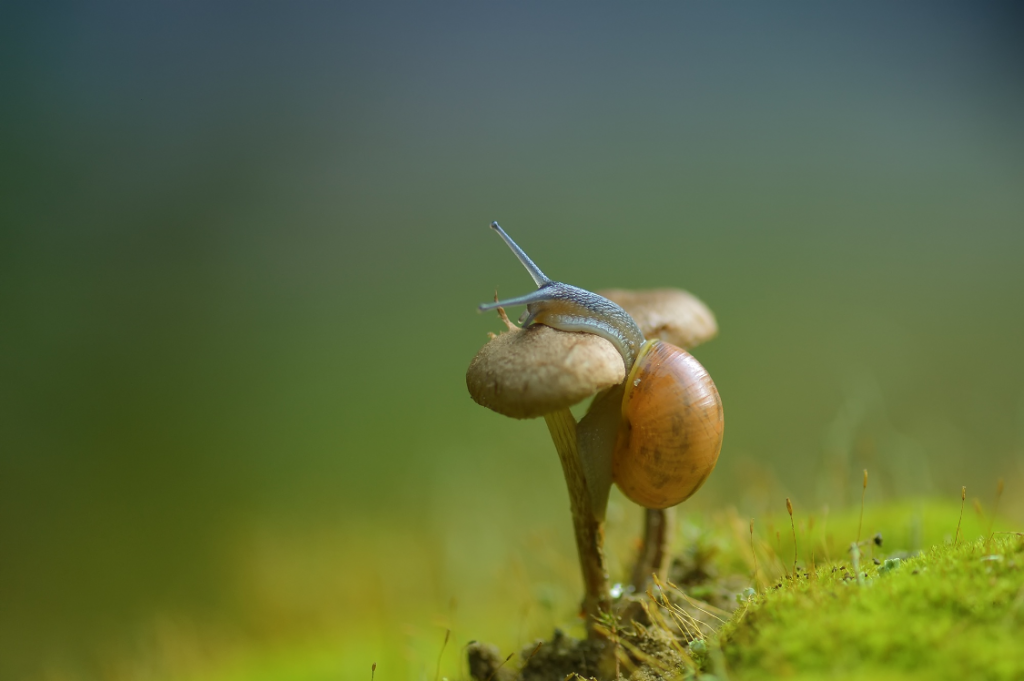 Anke Kneifel-mushroom-17
