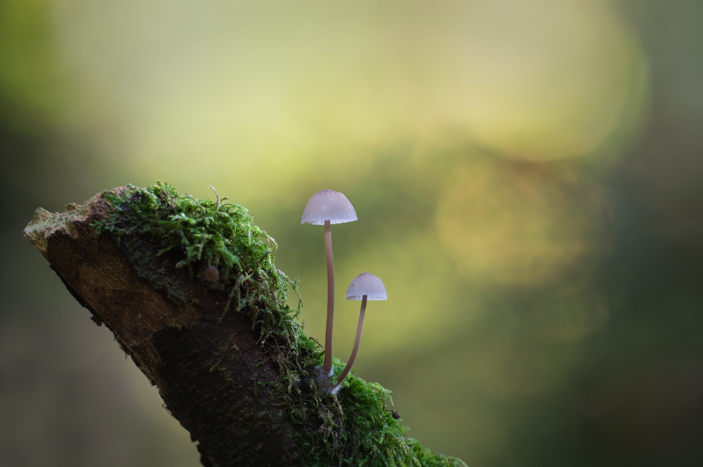Anke Kneifel-mushroom-2