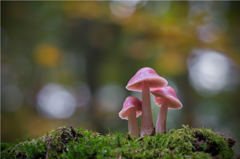 Anke Kneifel-mushroom-3