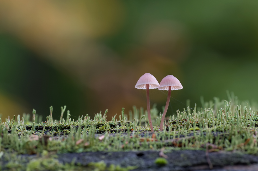 Anke Kneifel-mushroom-4