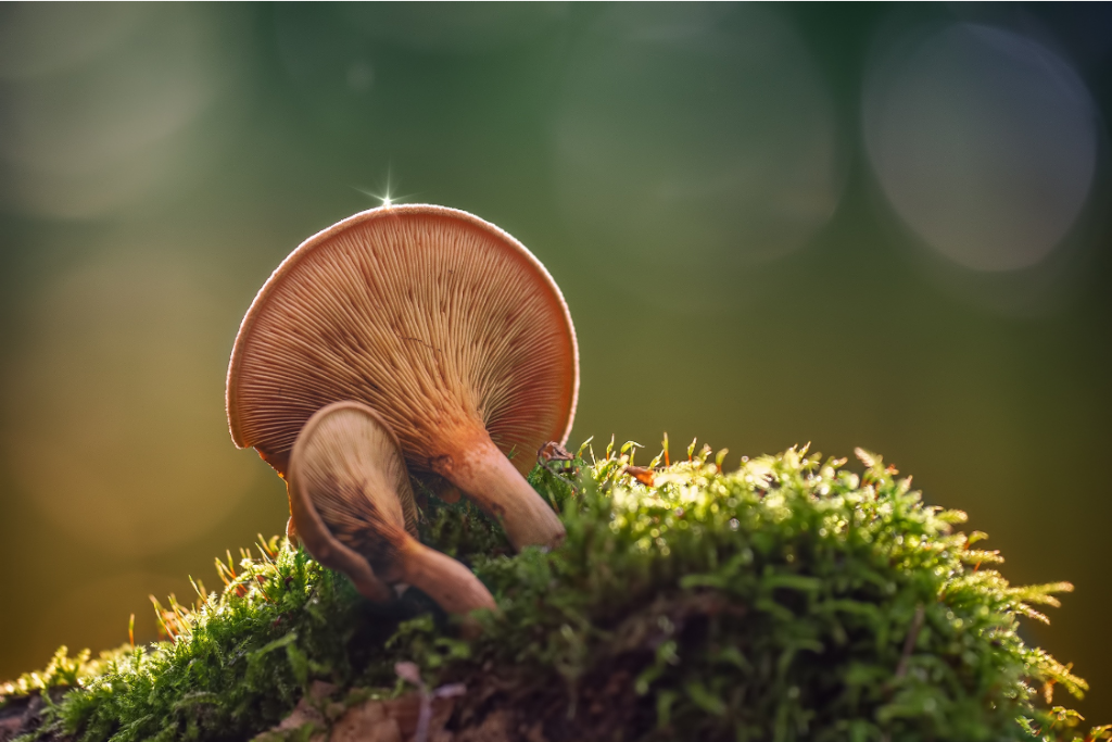 Anke Kneifel-mushroom-5