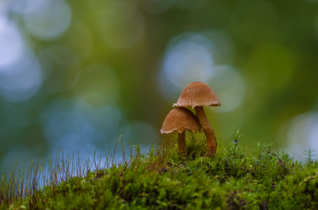 Anke Kneifel-mushroom-6