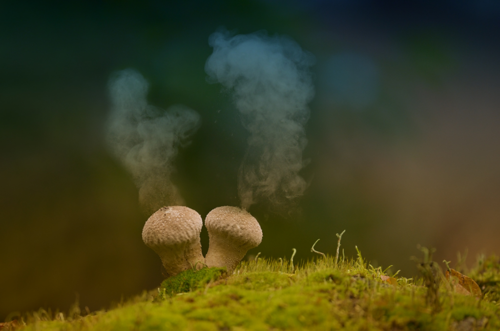 Anke Kneifel-mushroom-7
