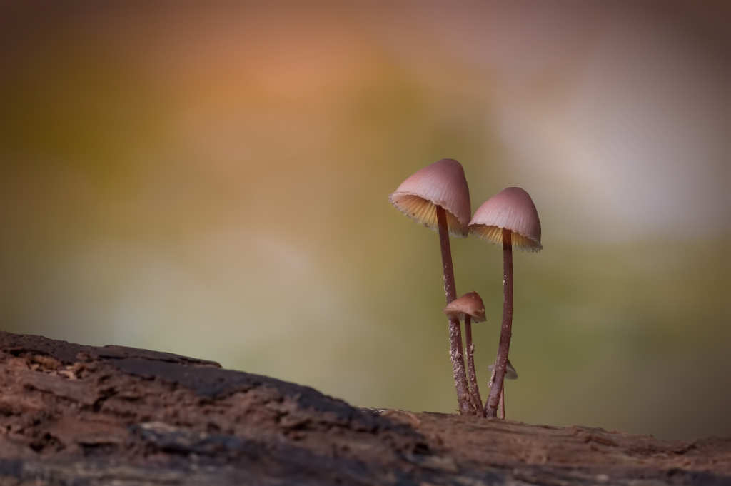Anke Kneifel-mushroom-9