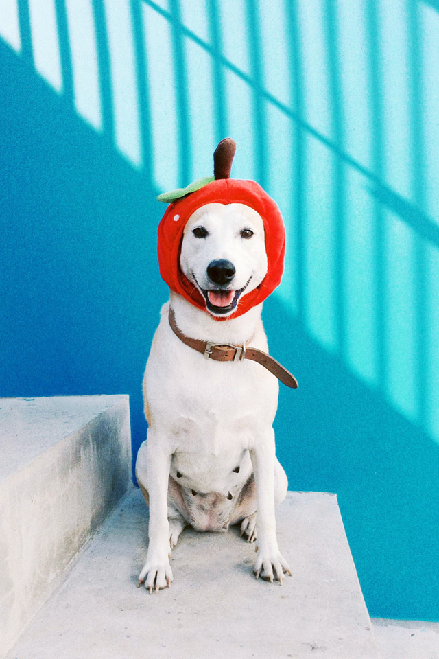 gluta dog 10