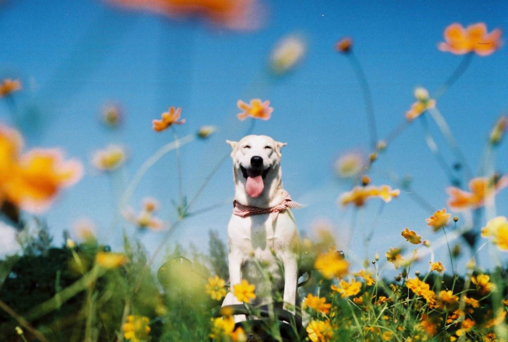 gluta dog 7