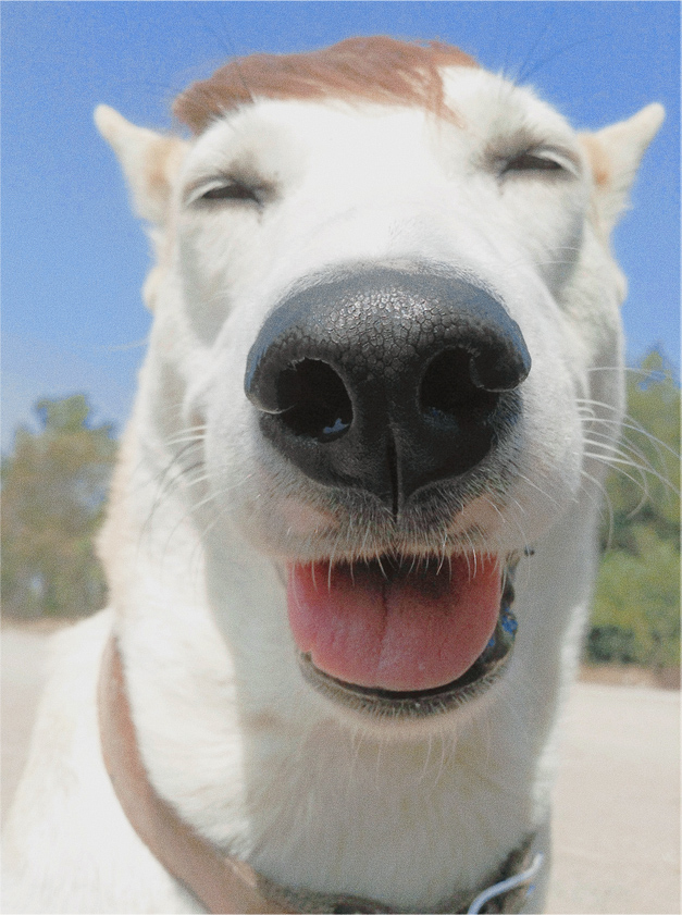 gluta dog 8