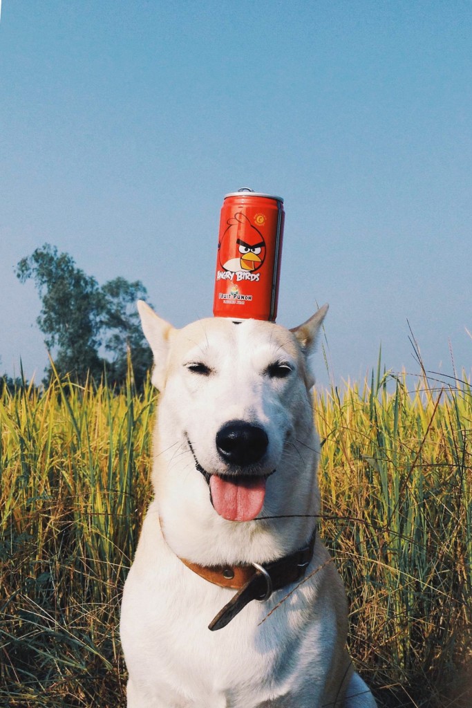 gluta dog 9