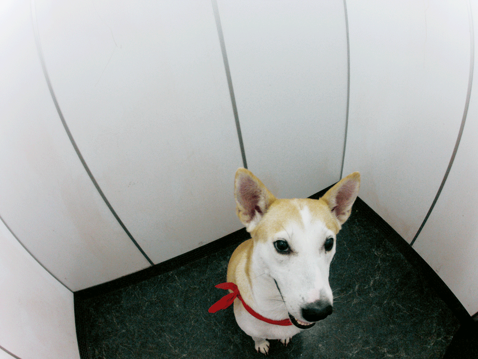 gluta dog gif