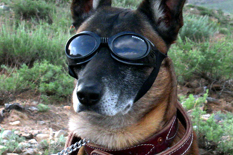 800px-German_Sheppard_w_doggles