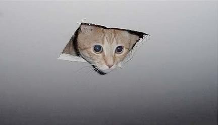 ceiling-cat (1)