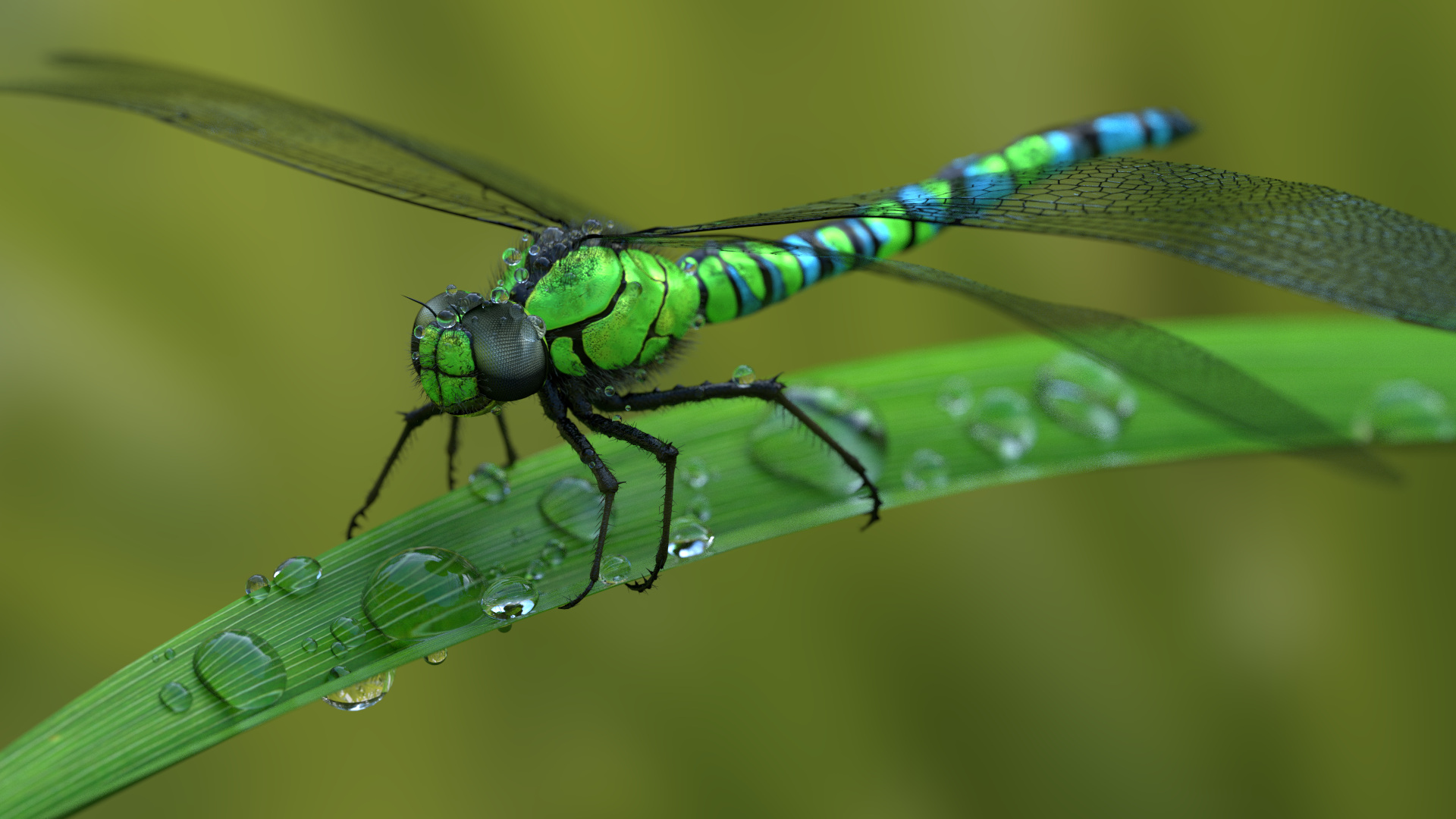 libelle